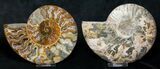 Polished Ammonite Pair - Crystal Lined #8446-1